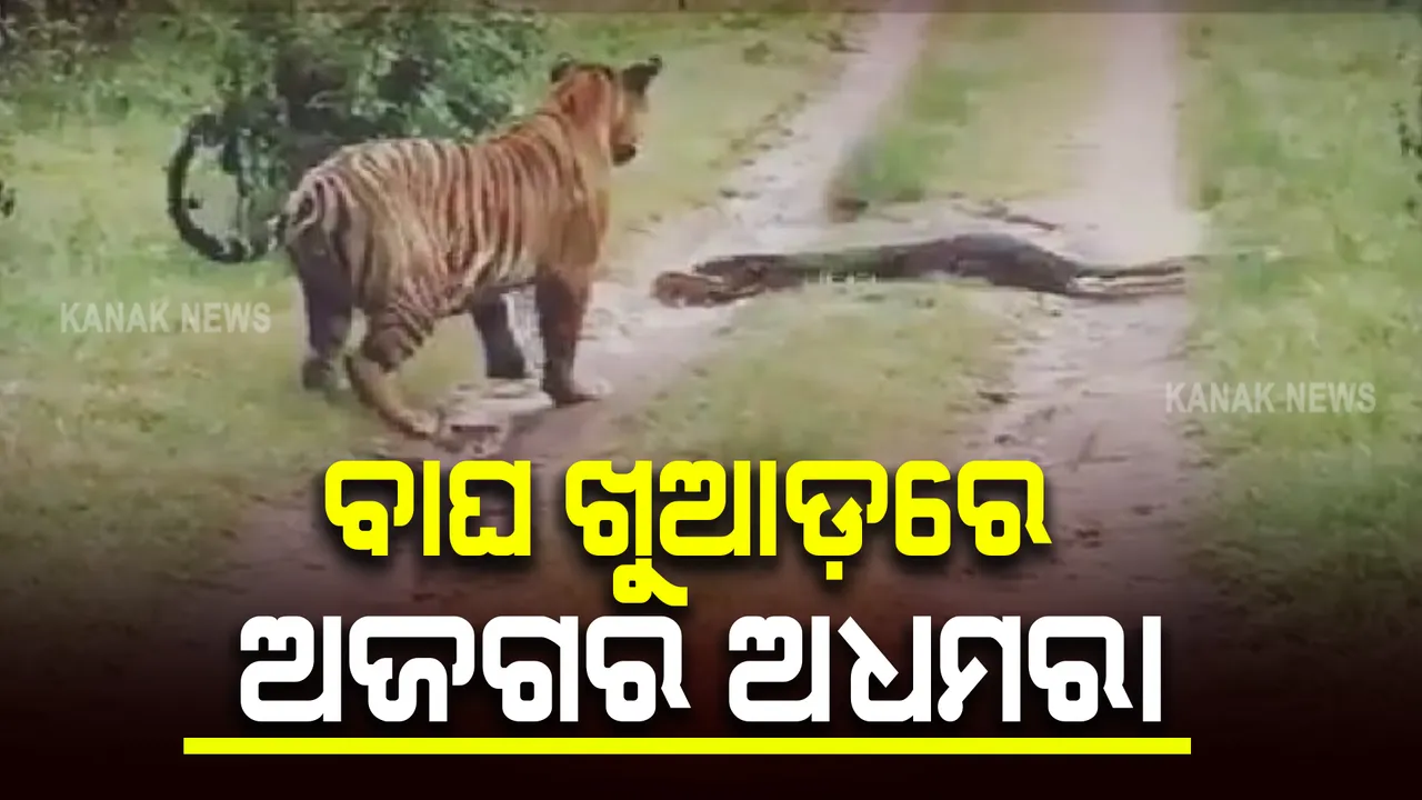  ବାଘ ଖୁଆଡ଼ରେ ଅଜଗର ଅଧମରା : ଆହତ ଅଜଗରଟି ଏବେ ଓୟୁଏଟିରେ ଚିକିତ୍ସିଧୀନ ଅଛି