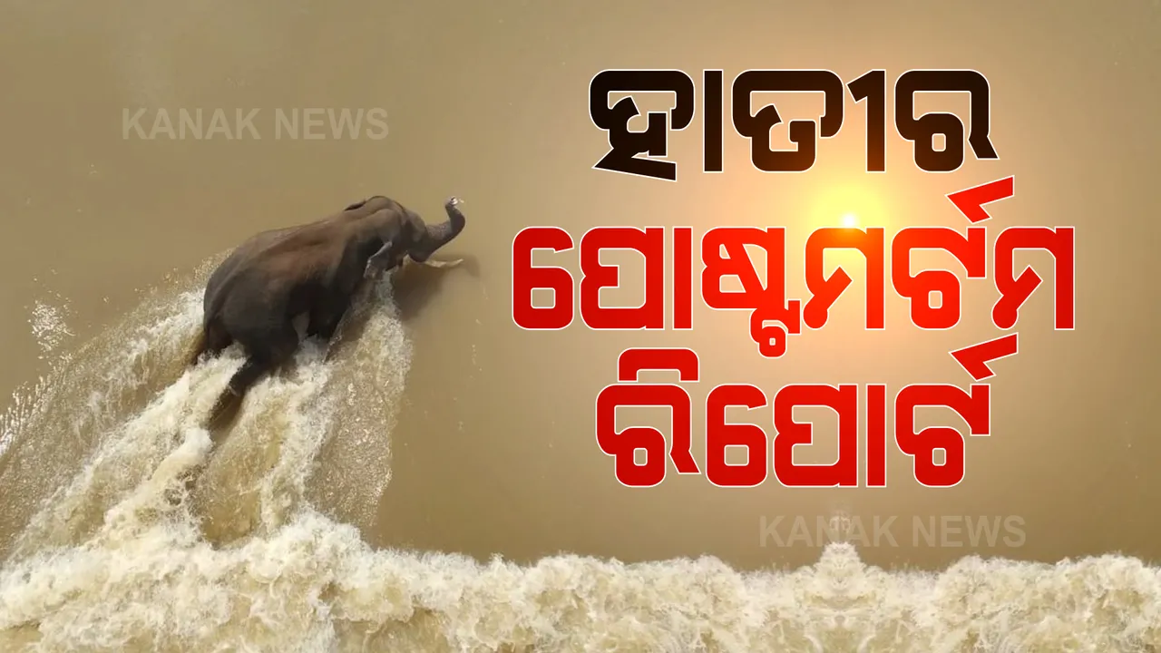  ହାତୀ ମୃତ୍ୟୁର ପୋଷ୍ଟମର୍ଟମ ରିପୋର୍ଟକୁ ନେଇ ବଢିଲା ବିବାଦ । ଚାପରେ ଆସି ମୃତ୍ୟୁ ନା ପାଣିରେ ବୁଡିବା ଯୋଗୁଁ ଯାଇଛି ଜୀବନ ।