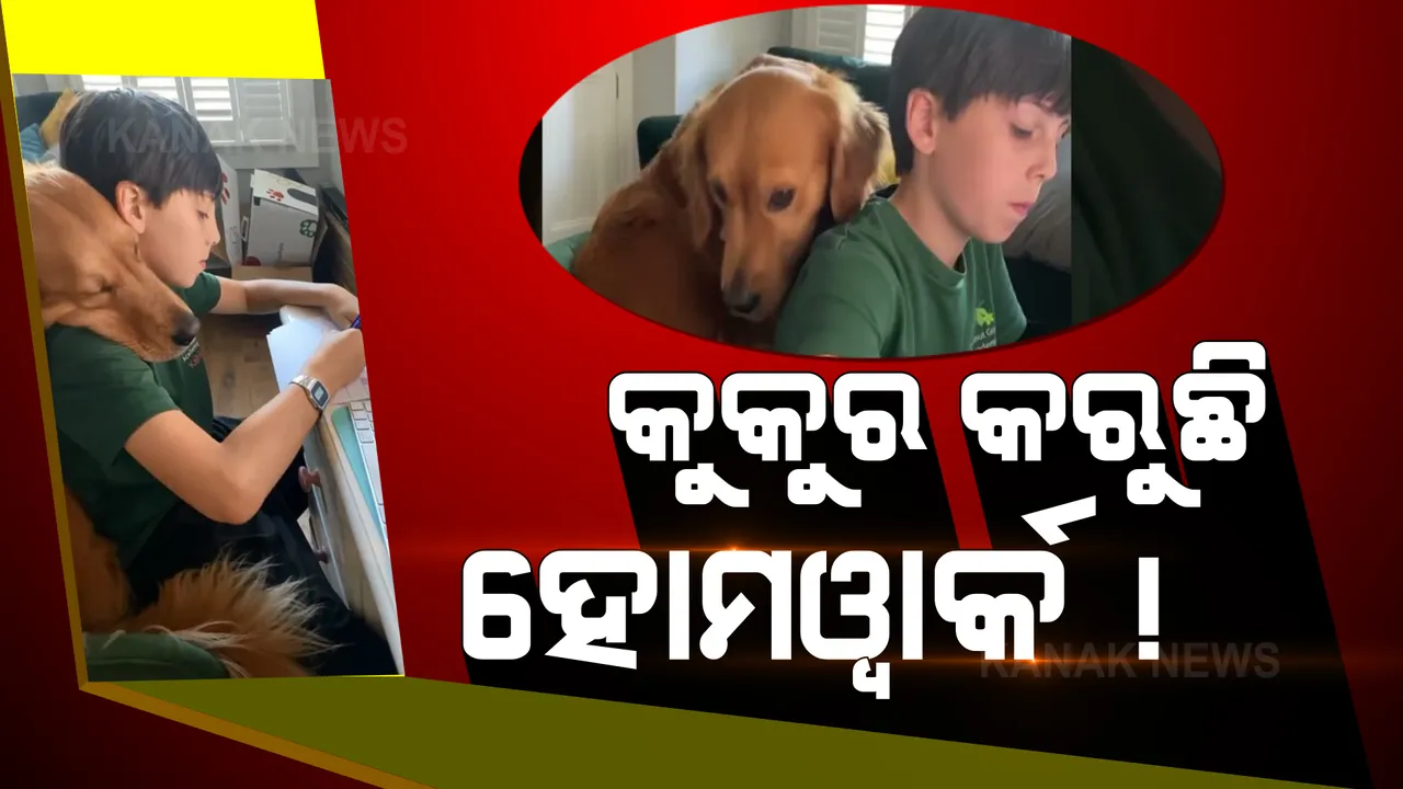  କୁକୁର କରୁଛି ହୋମୱାର୍କ ! ଆଶ୍ଚର୍ଯ୍ୟ କରିଦେବ କୁକୁରର କାରନାମା ।