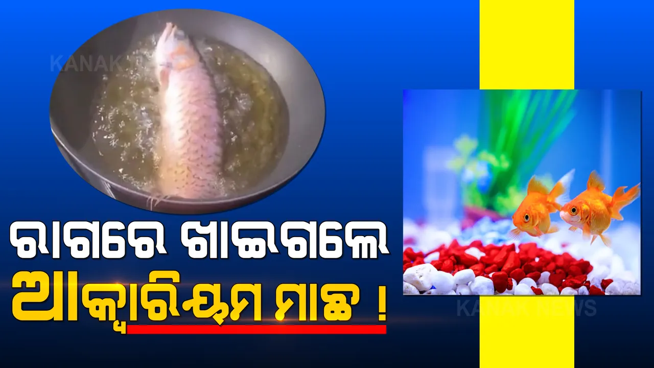  ସ୍ୱାମୀ ଆକ୍ୱାରିୟମ ସଫା କଲେନି ବୋଲି, ରାଗିଗଲେ ସ୍ତ୍ରୀ । ତେଲ ଗରମ କଲେ, ଆକ୍ୱାରିୟମ୍ ମାଛ ଖାଇଗଲେ ।