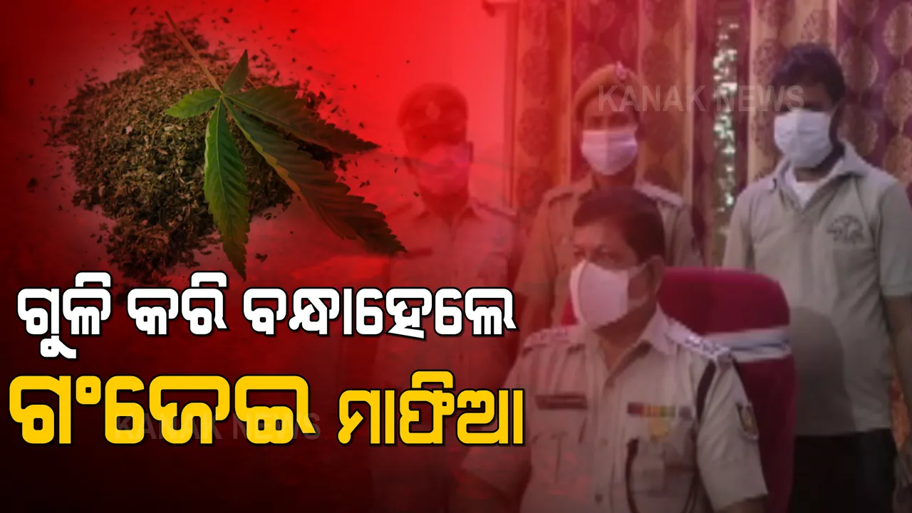  ଗୁଳି କରି ବନ୍ଧାହେଲେ ଗଂଜେଇ ମାଫିଆ: ପୁଲିସକୁ ଗୁଳି କରି କାର୍ ଖସି ଯିବାକୁ ଚେଷ୍ଟା କରୁଥିଲେ ମାଫିଆ
