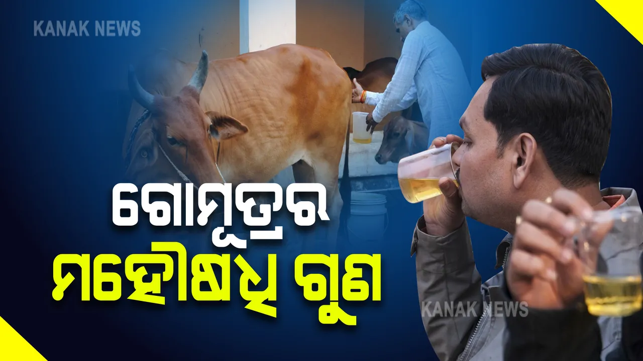  ଗୋମୂତ୍ରରେ ରହିଛି ଉତ୍ତମ ସ୍ୱାସ୍ଥ୍ୟର ମହୌଷଧି ଗୁଣ । ୩ ରୁ ୪ ଡ୍ରପ୍ ଗୋମୂତ୍ରର ସେବନରେ କ’ଣ ଲାଭ ମିଳେ ଆସନ୍ତୁ ଜାଣିବା 