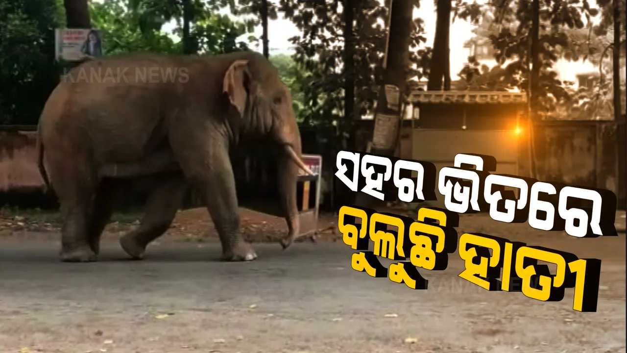  ସହର ଭିତରେ ବୁଲୁଛି ଦନ୍ତା ହାତୀ । ଲୋକଙ୍କ ମନରେ ଛନକା, ହାତୀ ଉପରେ ନଜର ରଖିଛି ବନ ବିଭାଗ ।