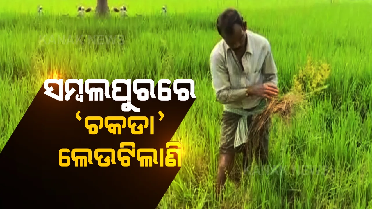  ଚାଷୀଙ୍କ ଜମିରେ ଲାଗିଛି ଚକଡା ପୋକ । ଗୁରୁତର ସହ ନେଉନାହାନ୍ତି କୃଷି ଅଧିକାରୀ ।