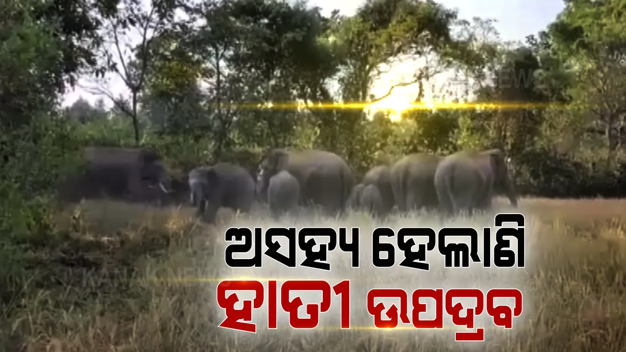  ନିଦ ହଜାଇଲେ ହାତୀପଲ । ସଞ୍ଜ ବାଜିଲେ ପାହାଡରୁ ଖସୁଛନ୍ତି, ପାଚିଲା ଧାନ ଦଳିମକଚି ଦେଉଛନ୍ତି...