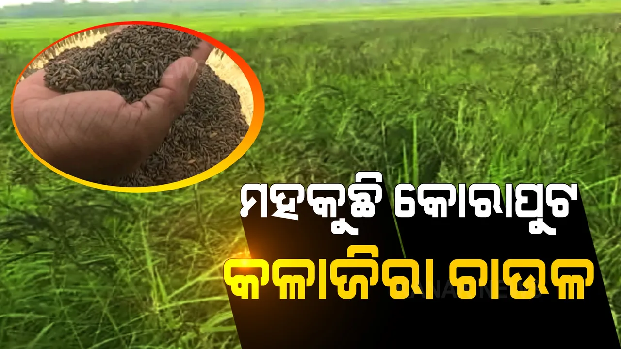  ଦିଲ୍ଲୀରେ ମହକୁଛି ଜୟପୁର କଳାଜିରା ଧାନର ଚାଉଳ । ଉତ୍ତମ ଗୁଣବତା ଥିବା ଚାଉଳକୁ କିଣି ନେଉଛନ୍ତି ରାଜଧାନୀ ବାସିନ୍ଦା ।