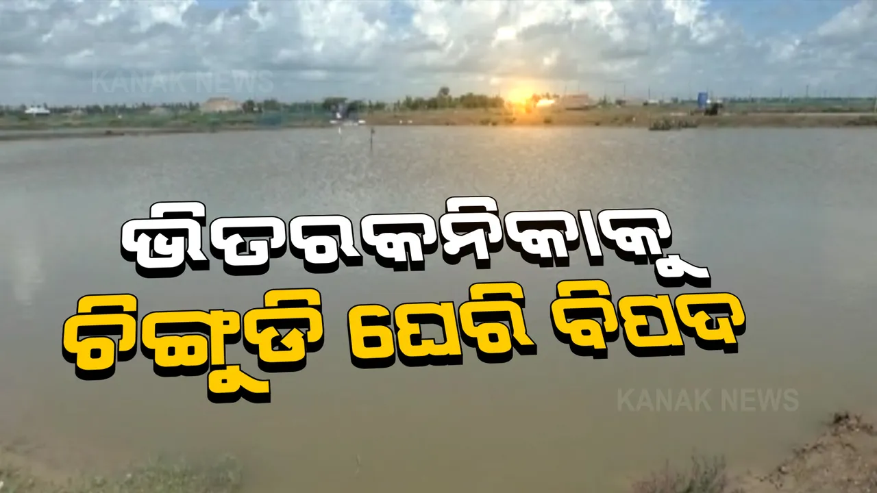  ଜାତୀୟ ଉଦ୍ୟାନ ପାଇଁ ବିପଦ ବଢାଉଛି ବେଆଇନ୍ ଚିଙ୍ଗୁଡି ଘେରୀ । ନାମକୁ ମାତ୍ର କେଇ ହାତ ଘେରି ବନ୍ଧ ଭାଙ୍ଗିଛି ବନବିଭାଗ ।