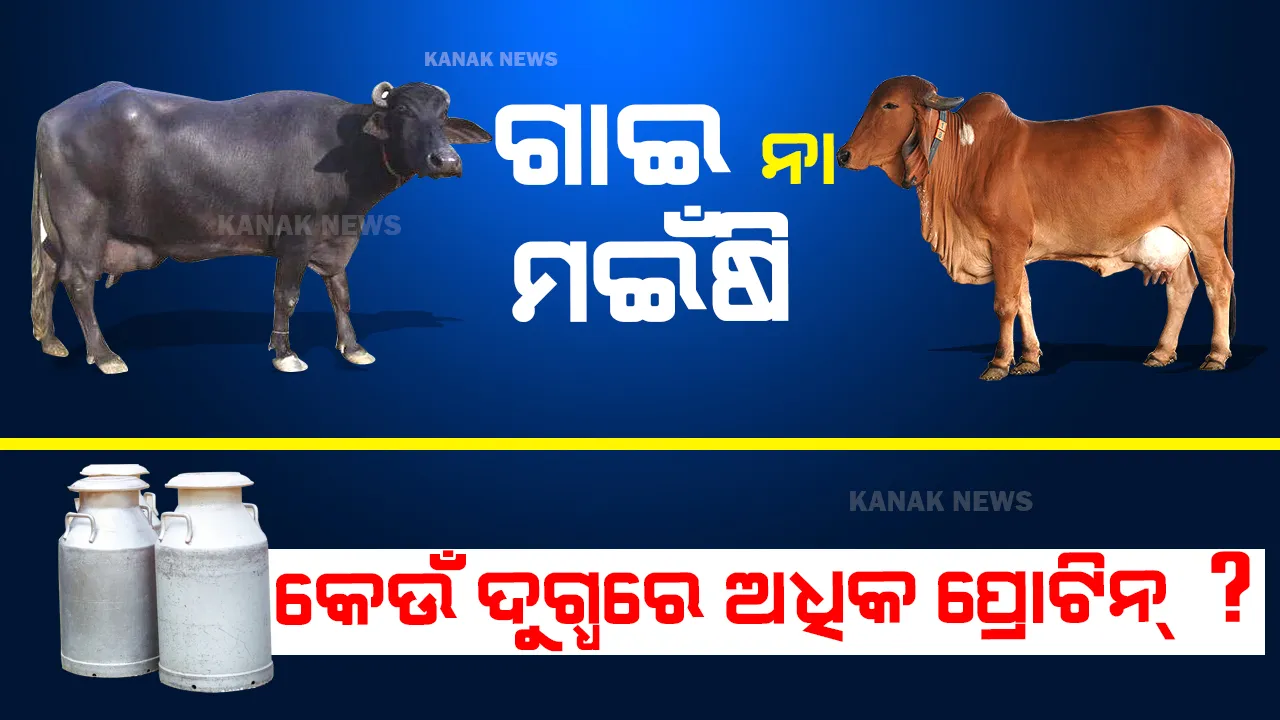  ଗାଇ ନା ମଇଁଷି କେଉଁ ଦୁଗ୍ଧରେ ରହିଥାଏ ଅଧିକ ପ୍ରୋଟିନ୍ ? ଜାଣନ୍ତୁ
