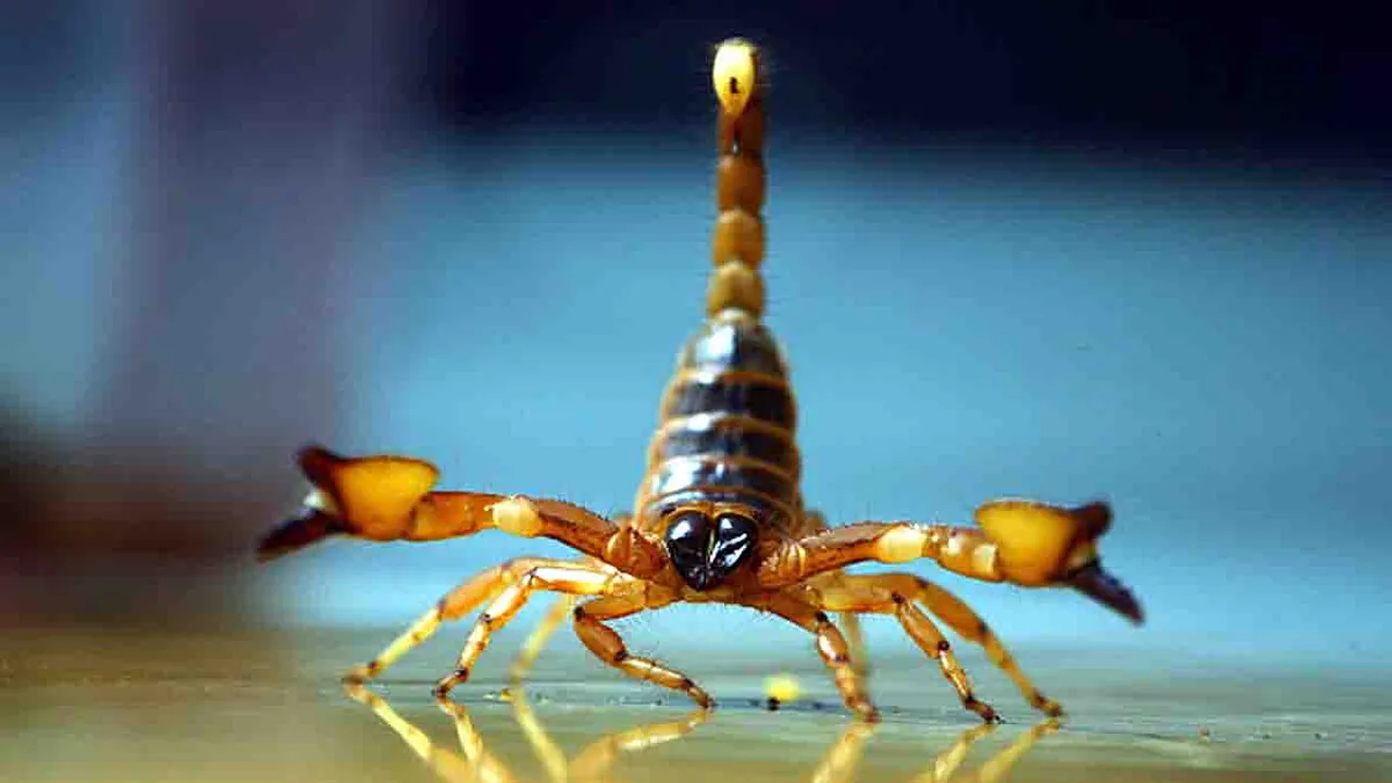  Yellow Leg scorpion.  14 July 2004 (Photo by Ricky Chung/South China Morning Post via Getty Images) 