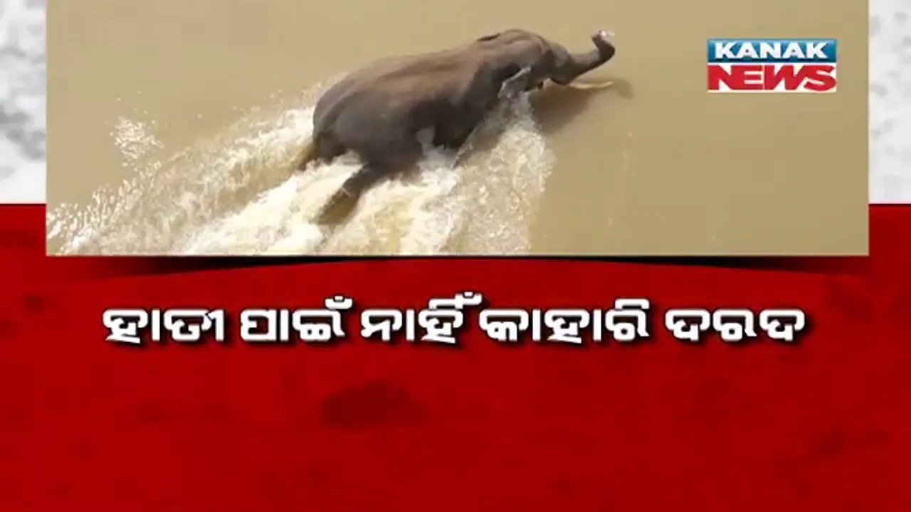  ହାତୀ ପୋଷ୍ଟମର୍ଟମ ରିପୋର୍ଟ ନେଇ ପ୍ରଶ୍ନ ଅନେକ, ହେଲେ ଉତ୍ତର କମ୍: ବିଶେଷଜ୍ଞ କହିଲେ, ଡାକ୍ତର କିଭଳି ଜାଣିଲେ ମାନସିକ ଆଘାତରେ ଯାଇଛି ଜୀବନ