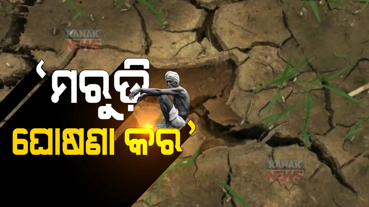  ବରଗଡ ଜିଲ୍ଲାର ବିଭିନ୍ନ ବ୍ଲକରେ ଉଜୁଡିଯାଇଛି ଚାଷୀର ଫସଲ । ମରୁଡି ଘୋଷଣା କରି କ୍ଷତିପୂରଣ ଦେବାକୁ ଚାଷୀଙ୍କ ଦାବି ।