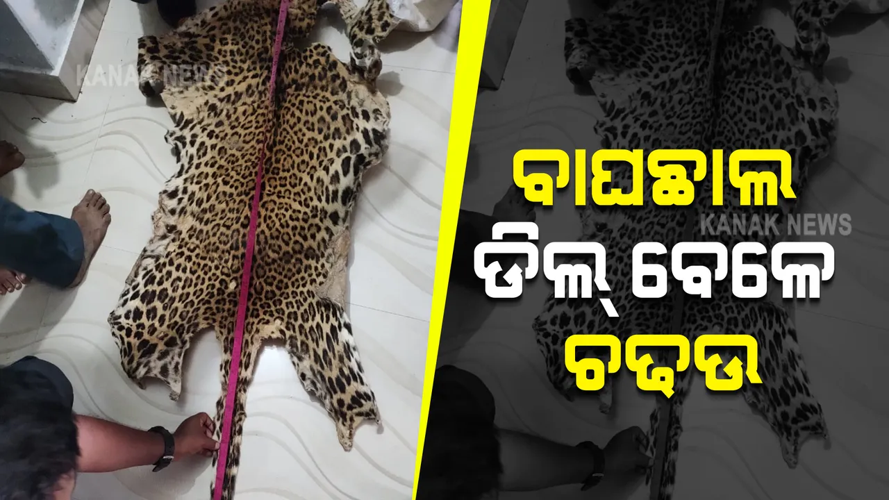  ପାଇଖାନା ଭିତରେ ଲୁଚାଇ ରଖିଥିଲେ ବାଘ ଛାଲ : ବିକ୍ରି ପାଇଁ ଡିଲ୍ ବେଳେ ବନବିଭାଗର ଚଢଉ