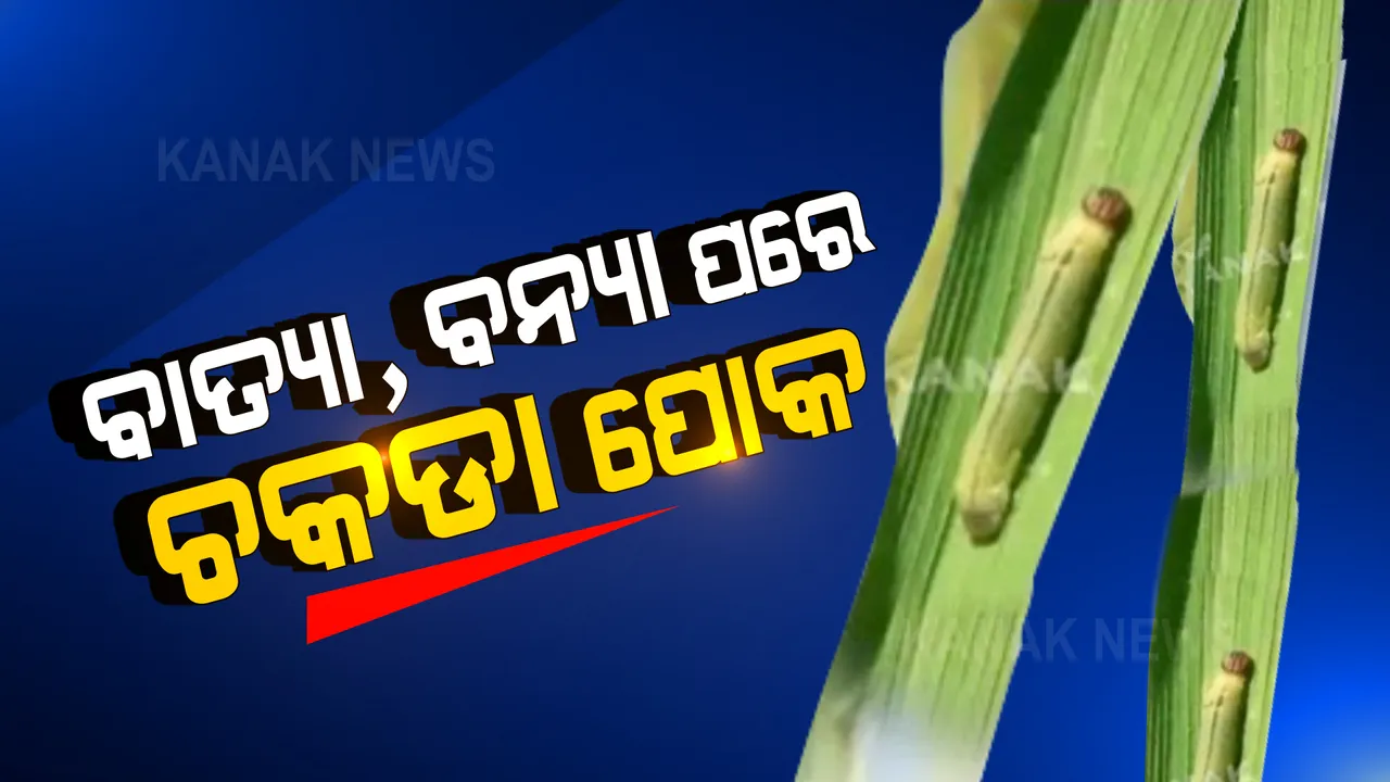  ବାତ୍ୟା, ବନ୍ୟାରୁ ବର୍ତ୍ତି ଯାଇଥିବା ଧାନ କ୍ଷେତରେ ଲାଗିଛି ଚକଡା ପୋକ: ରୋଗ ପୋକ ନିୟନ୍ତ୍ରଣରେ କାମ କରୁନି ସାର ଔଷଧ