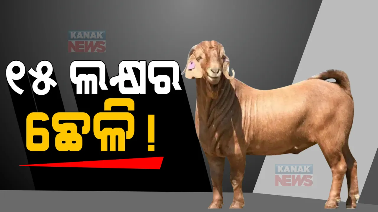 ୧୫ ଲକ୍ଷ ଟଙ୍କାରେ ବିକ୍ରିହେଲା ଛେଳି । ଜାଣନ୍ତୁ, କାହିଁକି ଏତେ ଟଙ୍କା ଦେଇ ଛେଳିକୁ କିଣିଲେ ବ୍ୟକ୍ତି