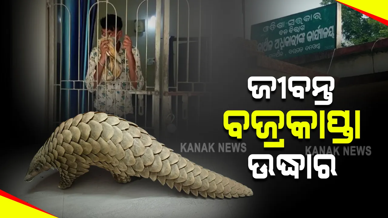  ପଦ୍ମପୁର ଘେସ ରେଞ୍ଜରୁ ୮ କିଲୋ ଓଜନର ଜୀବନ୍ତ ବଜ୍ରକାପ୍ତା ଉଦ୍ଧାର । ଚେରା ଚାଲାଣ ସନ୍ଦେହରେ ଜଣେ ଯୁବକ ଅଟକ