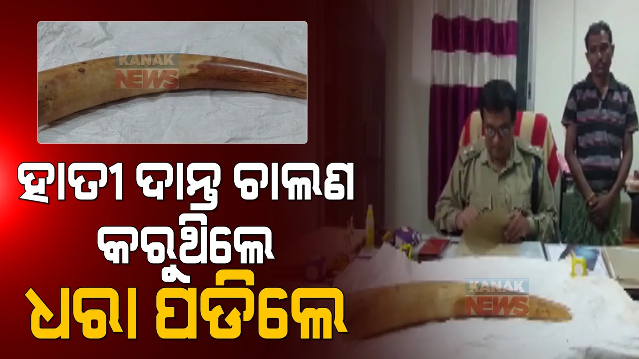  ହାତୀ ଦାନ୍ତ ଚାଲଣ କରୁଥିଲେ, ଧରା ପଡିଲେ । ଲକ୍ଷାଧିକ ଟଙ୍କାର ହାତୀ ଦାନ୍ତ ଜବତ 