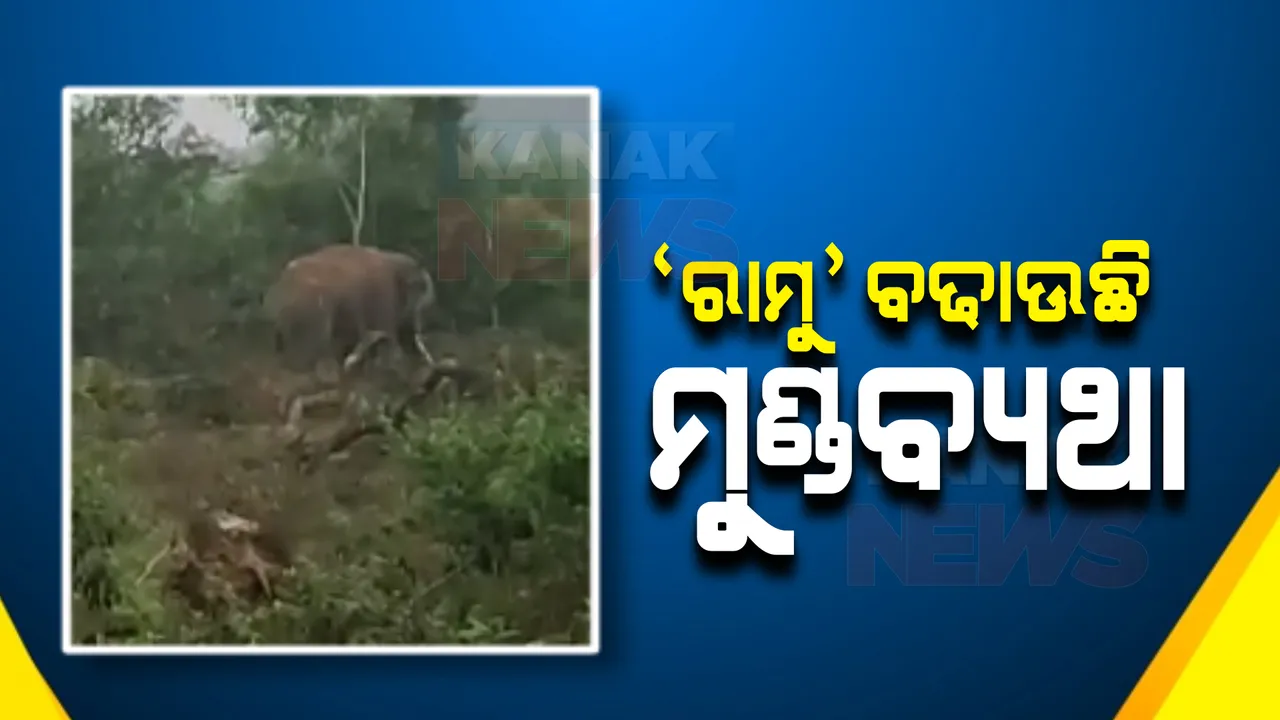  ଦୁର୍ଦ୍ଦାନ୍ତ ଦନ୍ତା 'ରାମୁ'କୁ କାବୁ କଲାବେଳେ ନାକେଦମ ବନ ବିଭାଗ, ୫ ଅଧିକାରୀ ଆହତ