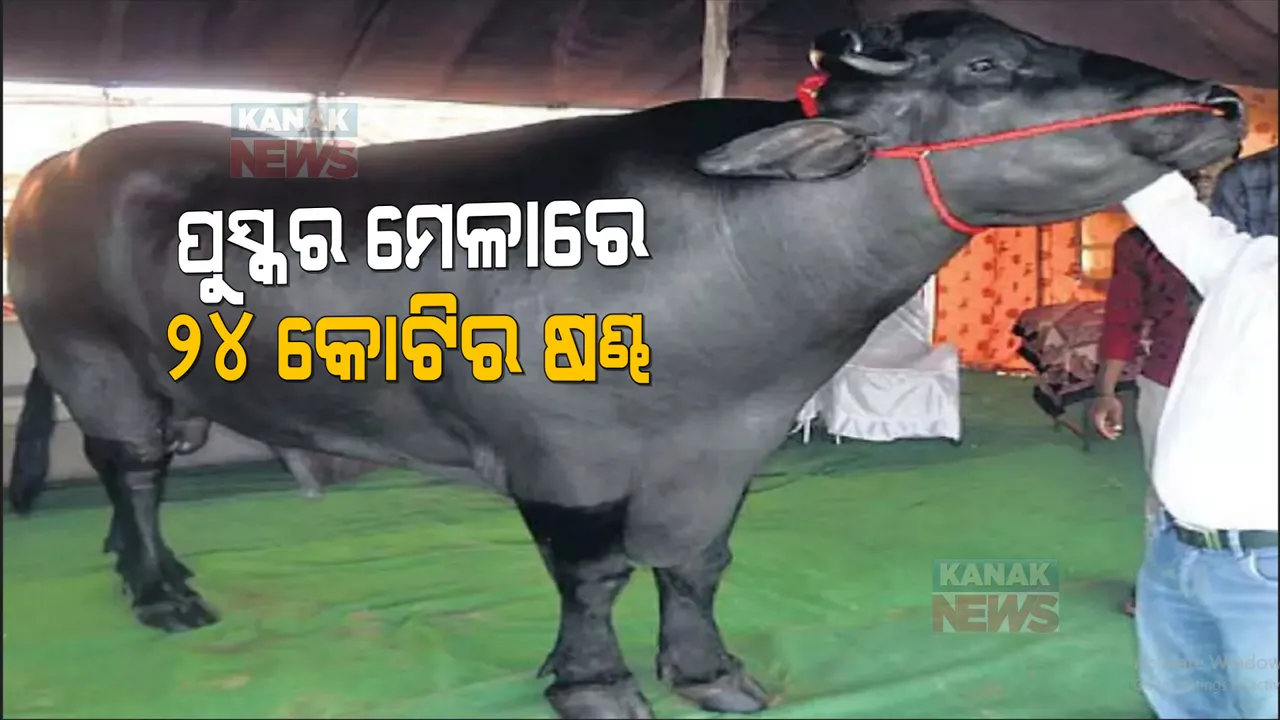  ପୁସ୍କର ମେଳାରେ ଛିଡା ହୋଇଛି ୨୪ କୋଟିର ଷଣ୍ଢ, ମାସକୁ ଖର୍ଚ୍ଚ ୨ ଲକ୍ଷ, ଦୈନିକ ପିଉଛି ୨୫ ଲିଟର କ୍ଷୀର