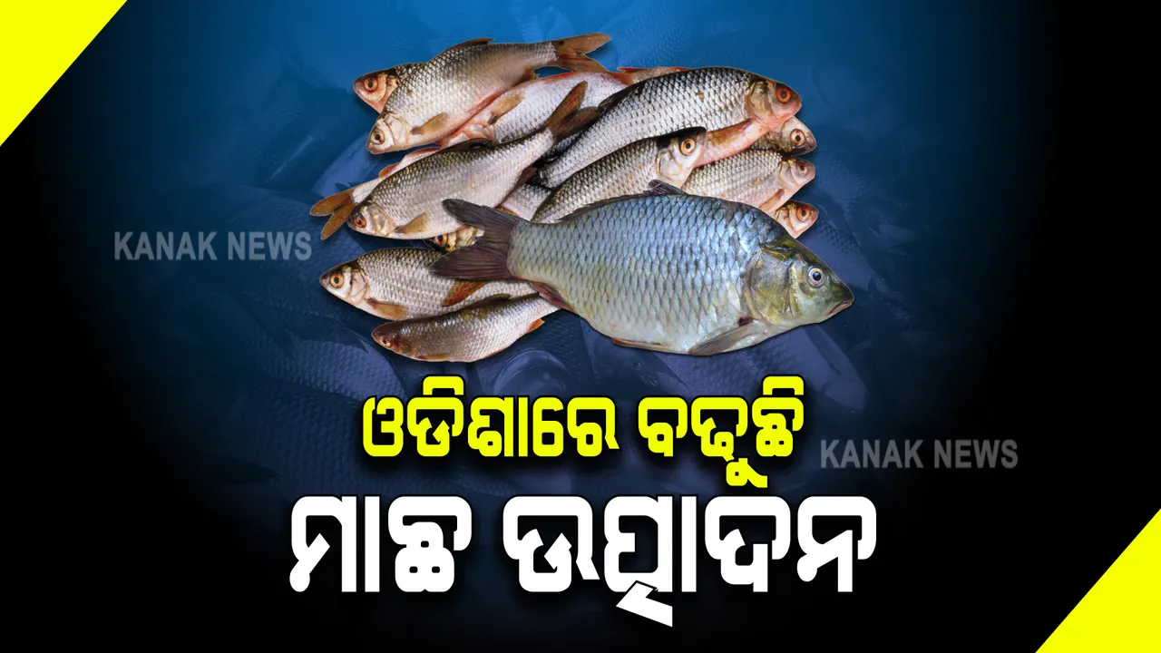  ଓଡିଶାରେ ବଢୁଛି ମାଛ ଉତ୍ପାଦନ । ପଡିଶା ଉପରେ ନୁହେଁ ନିର୍ଭରଶୀଳ 