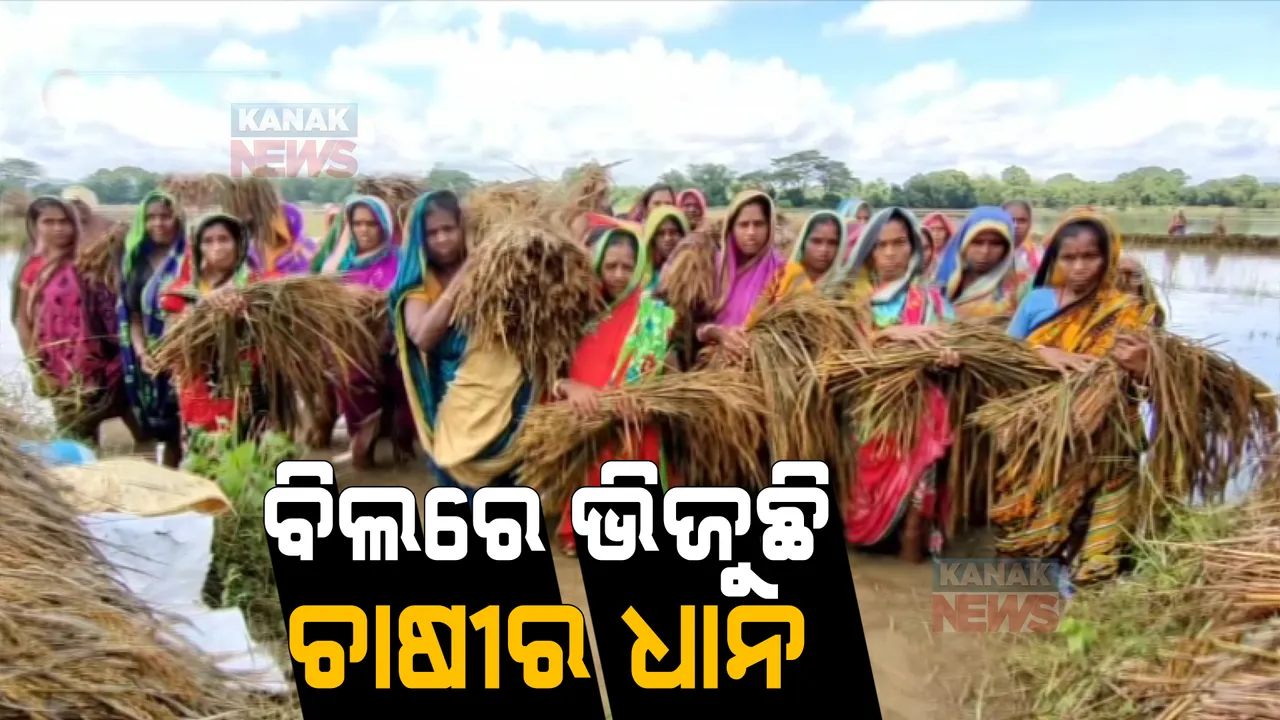  ବର୍ଷା ବୁଡାଇଦେଲା ଚଷା ପୁଅର ବର୍ଷକର ଦାନା । ବିଲରେ ଭାସୁଛି ଧାନ । କଣ କରିବ କୃଷକ, ଚାଷୀ ଆଖିରେ ଲୁହ ।