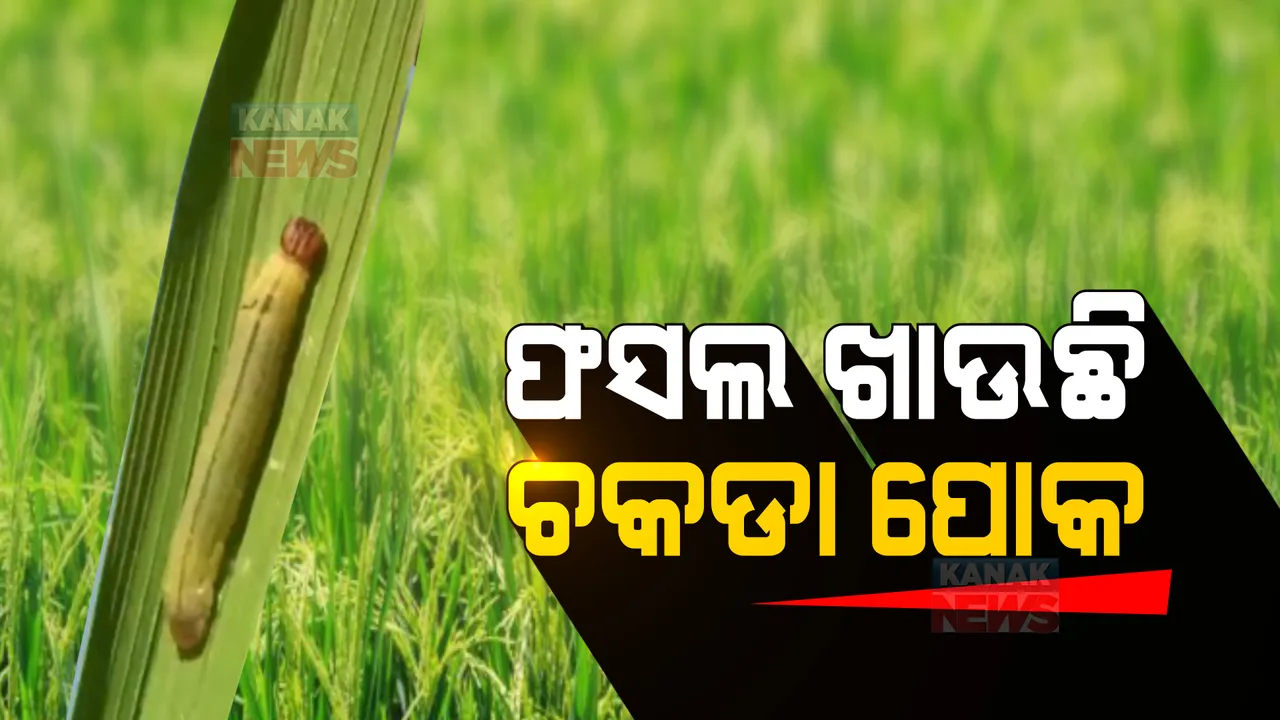  ବାଲେଶ୍ୱର ସୋର ଧାନ ବିଲରେ ଚକଡା ଚଡକ: ବାତ୍ୟା-ବନ୍ୟାରୁ ବର୍ତିଥିବା ଧାନ ଗଛରେ ଲାଗିଛି ପୋକ