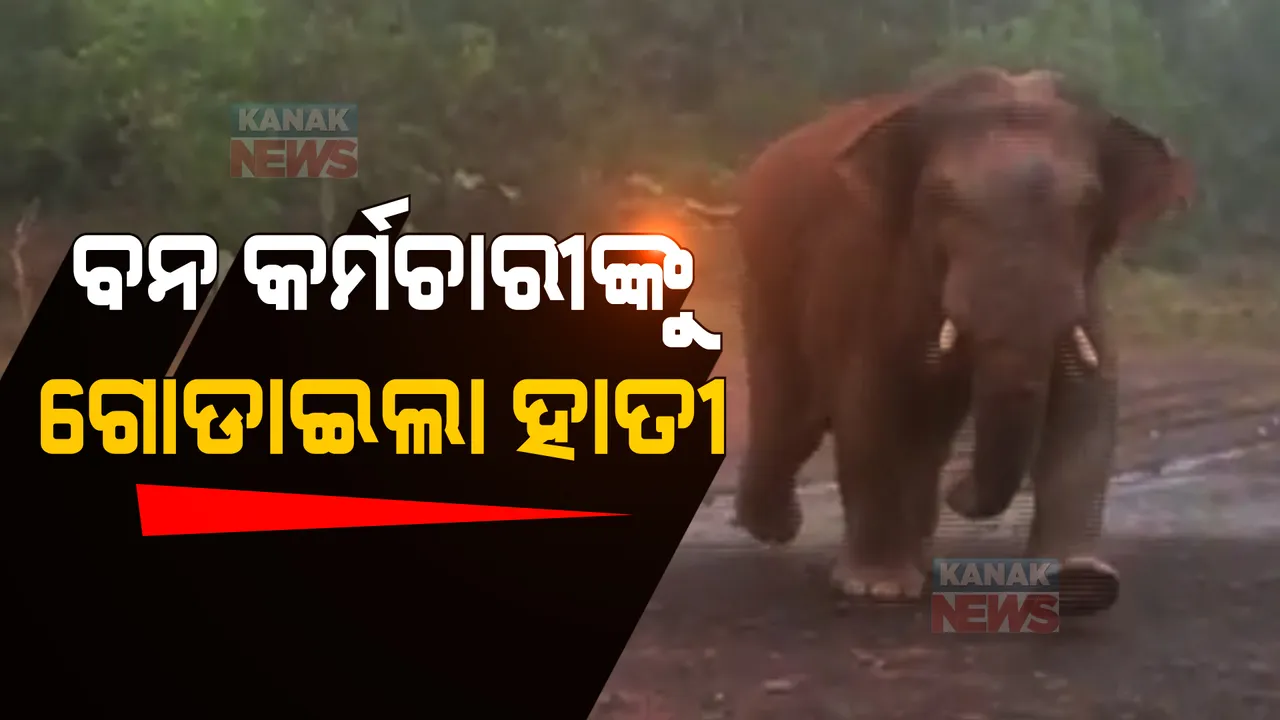  ଟାଙ୍ଗୀ ରେଞ୍ଜରେ ହାତୀ ଆତଙ୍କ: ପାଟ୍ରୋଲିଂ ବେଳେ ବନ କର୍ମଚାରୀଙ୍କୁ ଗୋଡ଼ାଇଲା ହାତୀ