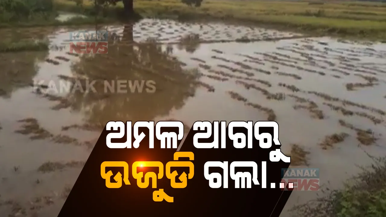  ଅମଳ ସମୟରେ ଫସଲ ଉଜାଡ଼ିଦେଲା ଅଦିନିଆ ବର୍ଷା: ଗଂଜାମ ଜିଲ୍ଲାର ଶହ ଶହ ଏକର ପାଚିଲା ଧାନ କ୍ଷେତରେ ପଶିଗଲା ପାଣି