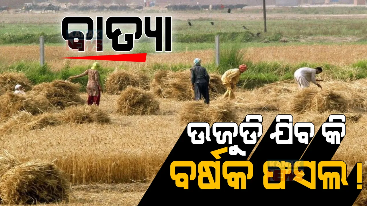  ବାତ୍ୟା ବଢାଇଲା ଚାଷୀକୂଳର ଚିନ୍ତା । ବର୍ଷା ପାଣିରେ ଭିଜିବା ଆଗରୁ ତରତର ହୋଇ ଚାଷୀ କାଟୁଛନ୍ତି ପାଚିଲା ଧାନ ।