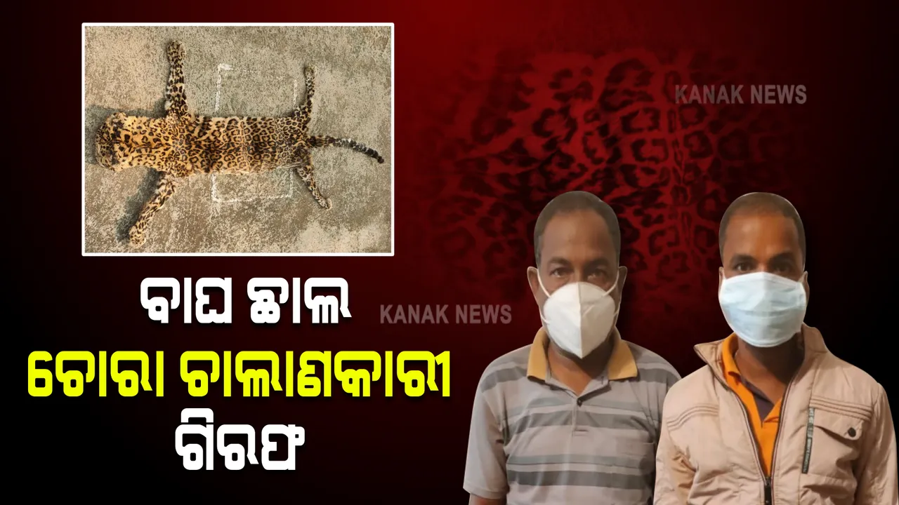  ଏସଟିଏଫ୍ କବଜାରେ ବାଘ ଛାଲ ଚୋରା ଚାଲାଣକାରୀ , ୨ବେପାରୀ ଗିରଫ