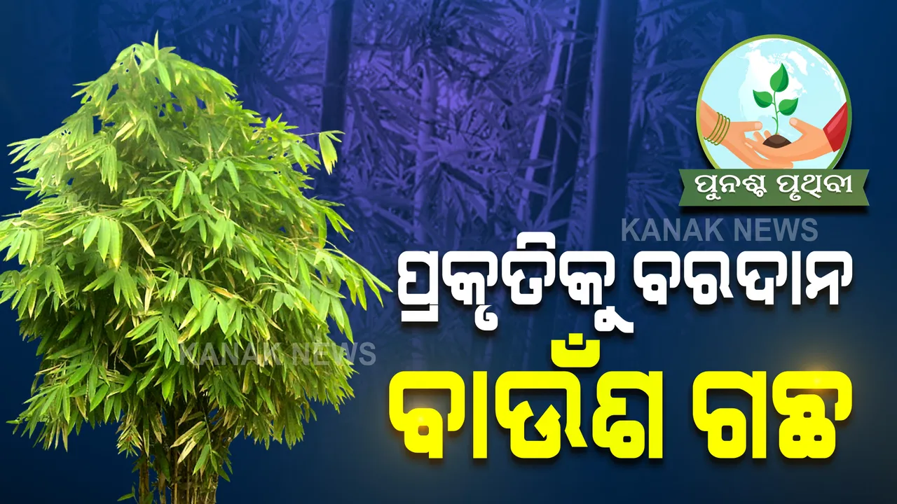  ପ୍ରକୃତିର ସୁରକ୍ଷା କବଚ ସାଜିଛି ବାଉଁଶ ଗଛ । ଉଜୁଡି ଯାଇଥିବା ଜଙ୍ଗଲକୁ ସଜାଡିବାକୁ ବାଉଁଶ ବନିଛି ବରଦାନ ।