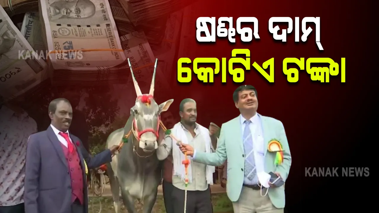  ଷଣ୍ଢର ଦାମ କୋଟିଏ ଟଙ୍କା । ସେଲ୍ଫି ନେବାକୁ ଲୋକଙ୍କ ଭିଡ