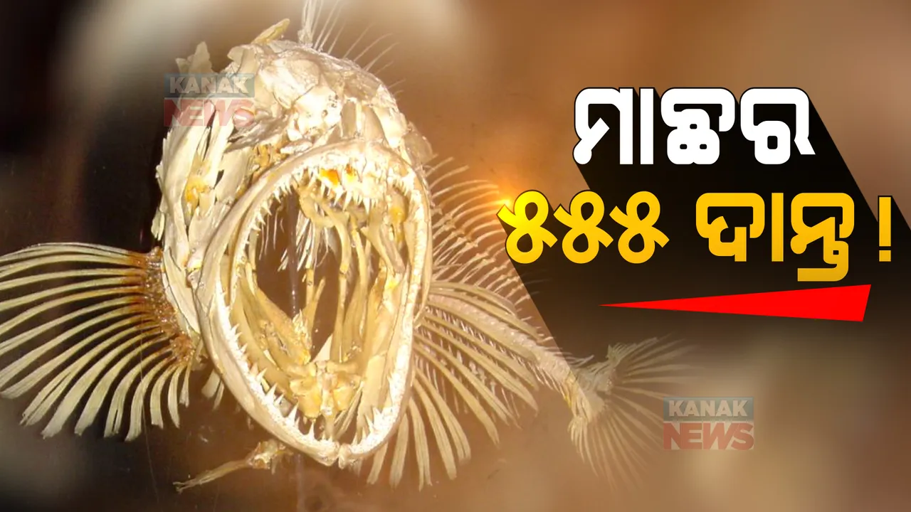  ଏମିତି ଏକ ମାଛ, ଯାହାର ରହିଛି ୫୫୫ ଦାନ୍ତ ! ପ୍ରତିଦିନ ଉଠିଥାଏ ୨୦ଟି ନୂଆ ଦାନ୍ତ ।