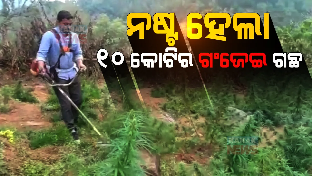  ୧୦ କୋଟି ୫୦ ଲକ୍ଷ ଟଙ୍କାର ଗଞ୍ଜେଇ ଗଛ ନଷ୍ଟ । ଗଛ କାଟିଲେ ପୁଲିସ ଓ ଅବକାରୀ ବିଭାଗ କର୍ମଚାରୀ ।
