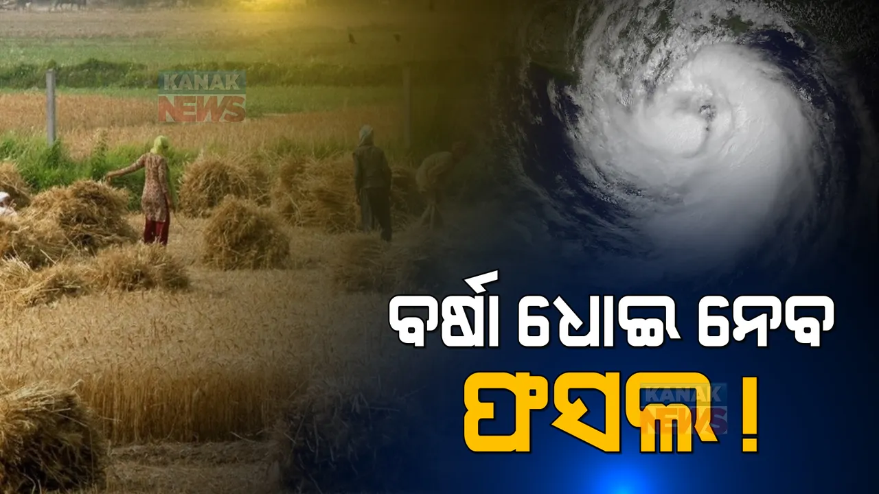  ଆସୁଥିବା ବାତ୍ୟା ଫସଲ ଭସେଇ ନେବା ଆଶଙ୍କା: ବର୍ଷା ପାଣିରେ ଭିଜିବା ଆଗରୁ ତରତର ହୋଇ ପାଲିଚା ଧାନକୁ କାଟି ପକାଉଛନ୍ତି ଚାଷୀ