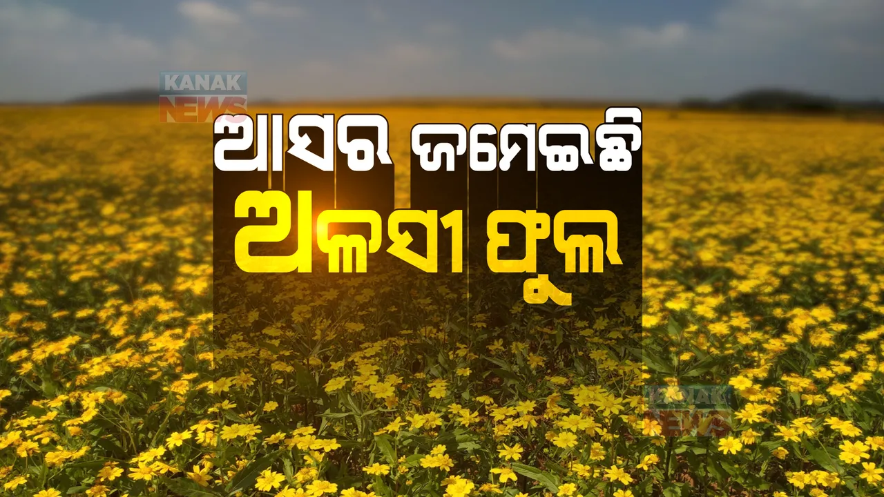  କୋରାପୁଟରେ ଆସର ମେଲାଇଛି ଅଳସୀ: ପର୍ଯ୍ୟଟକଙ୍କୁ ଆକର୍ଷିତ କରୁଛି ଏହି ଫୁଲ