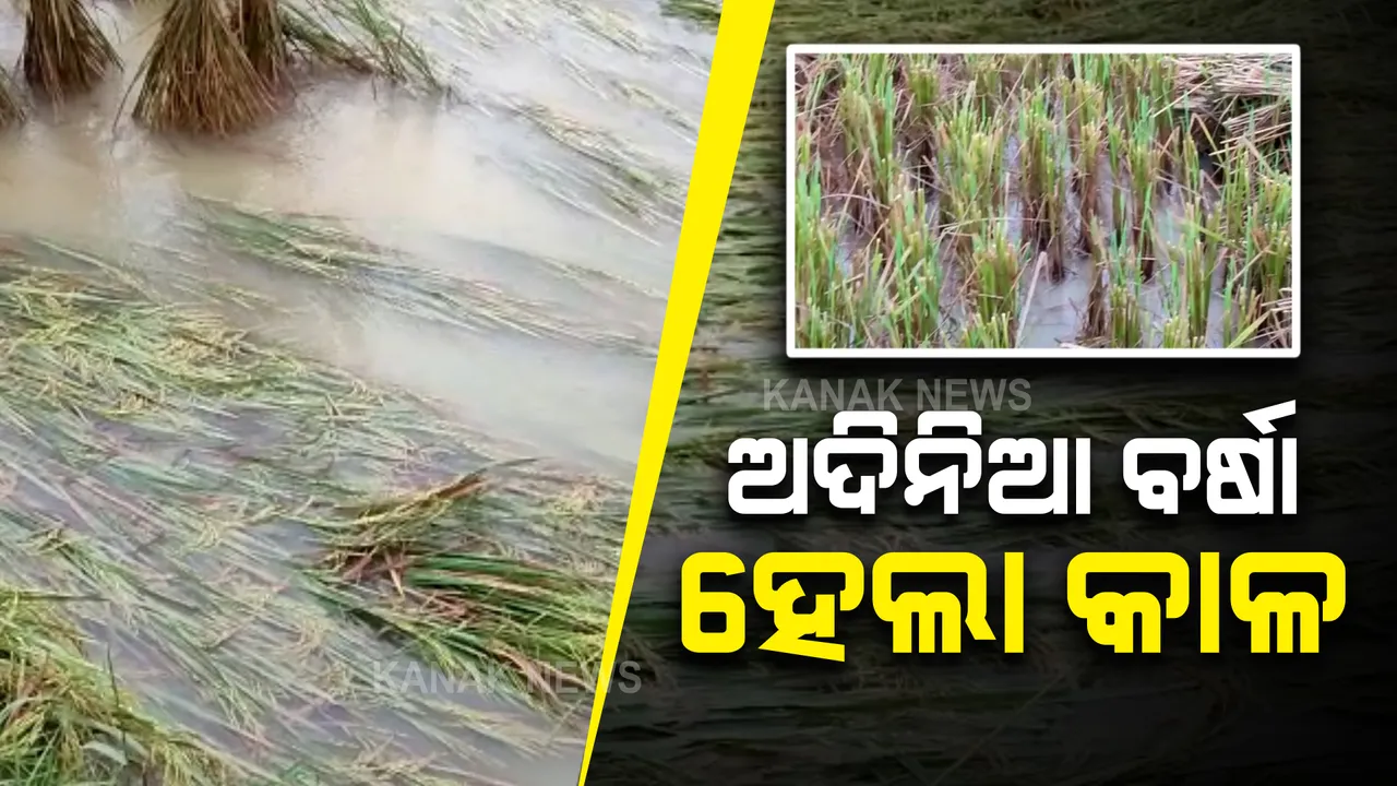  ଅଦିନିଆ ବର୍ଷା ହେଲା କାଳ : ବିଲରେ ଭାସିଲା ପାଚିଲା ଧାନ; ଭଂଜନଗର ଆସିକା ବ୍ଲକରେ ଫସଲ ଉଜାଡ଼ିଦେଲା ବର୍ଷା