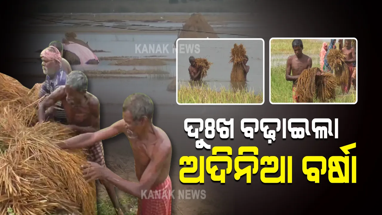  ଦୁଃଖ ବଢ଼ାଇଲା ଅଦିନିଆ ବର୍ଷା : ନଷ୍ଟ ହେଲା ହଜାର ହଜାର ଏକର ଜମିର ଫସଲ