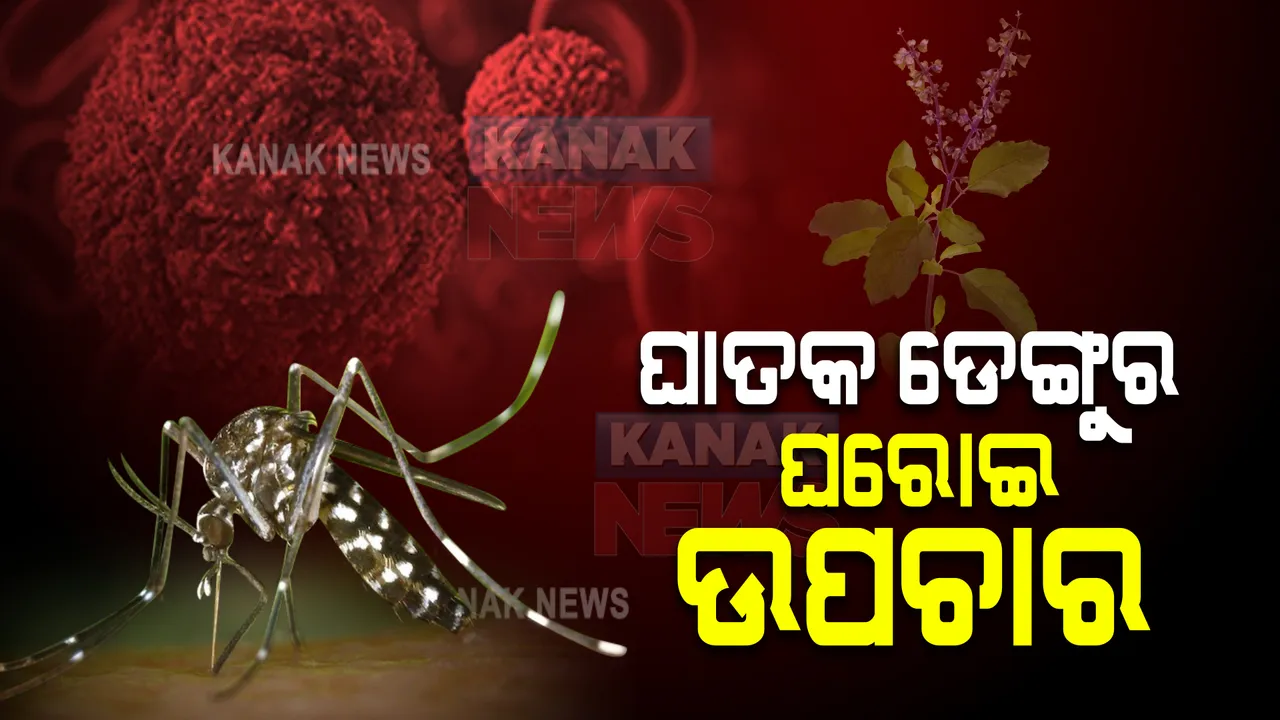  ସହରରେ ବଢୁଛି ଡେଙ୍ଗୁ ଭୟ । ଉପଶମ ପାଇଁ ସହଜ ଘରୋଇ ଉପଚାର ।