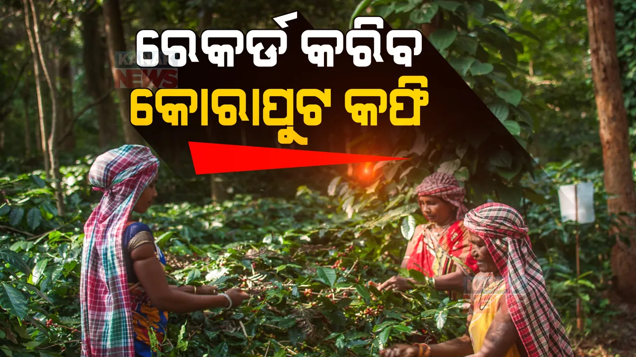  ରେକର୍ଡ କରିବ କୋରାପୁଟ କଫି: ଆରମ୍ଭ ହୋଇଛି କଫି ବାଡ଼ରୁ କଫି ମଂଜି ତୋଳା