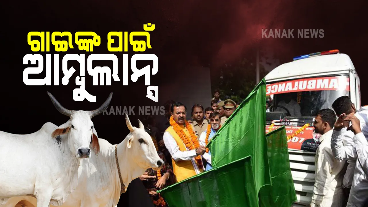  ୟୁପି ସରକାରଙ୍କ ନିଆରା ସେବା ଅଭିଯାନ । ଗାଈଙ୍କ ପାଇଁ ଆରମ୍ଭ ହେଲା ଆମ୍ବୁଲାନ୍ସ ବ୍ୟବସ୍ଥା ।