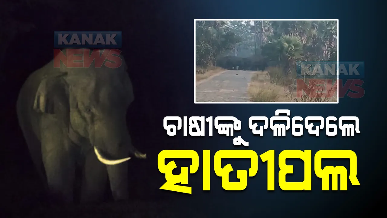  ବଲାଙ୍ଗୀର ଲୋଇସିଂହା ଅଂଚଳରେ ଅଭାବନୀୟ ଘଟଣା : ଚାଷୀଙ୍କୁ ଦଳିଦେଲେ ହାତୀପଲ
