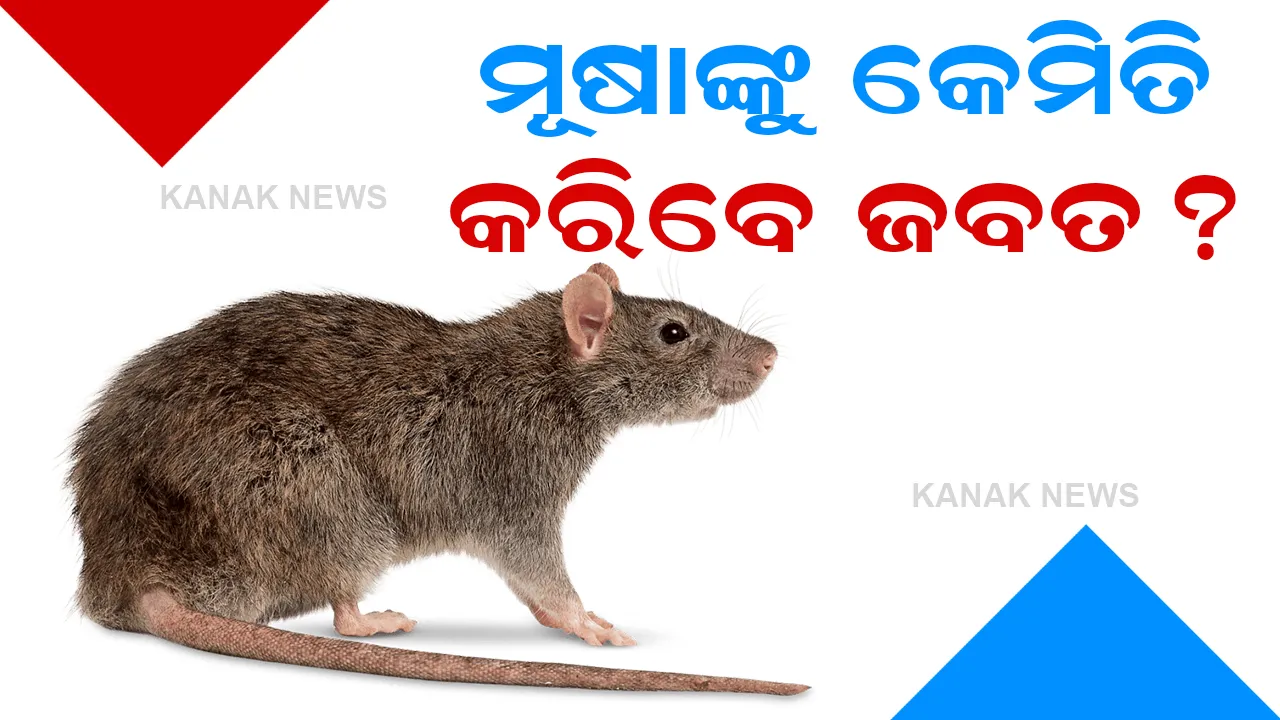  ମୂଷାଙ୍କୁ ନମାରି କେମିତି କରିବେ ଘରୁ ବାହାର, ଜାଣନ୍ତୁ ୫ ଟି ଉପାୟ
