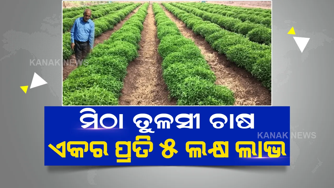  ଗୋଟିଏ ଏକର ଜମିରୁ ମିଳିବ ୬ ଲକ୍ଷ ପର୍ଯ୍ୟନ୍ତ ଲାଭ, ସରକାରୀ ସହାୟତା ବି ନେଇପାରିବେ ଚାଷୀଭାଇ