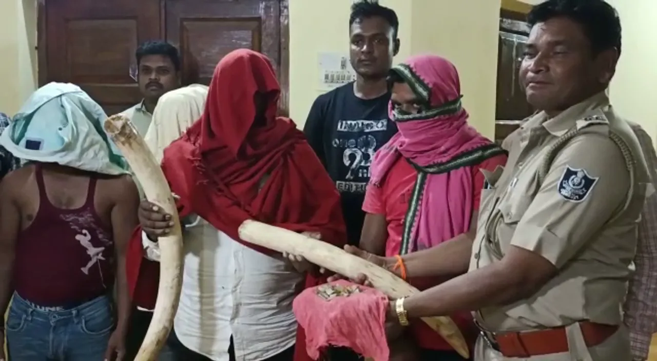  ୪୨ ବାଘନଖ, ୨ଟି ହାତୀଦାନ୍ତ ଜବତ କଲା ସିନାପାଲି ବନବିଭାଗ । ୪ ଅଭିଯୁକ୍ତ ଗିରଫ