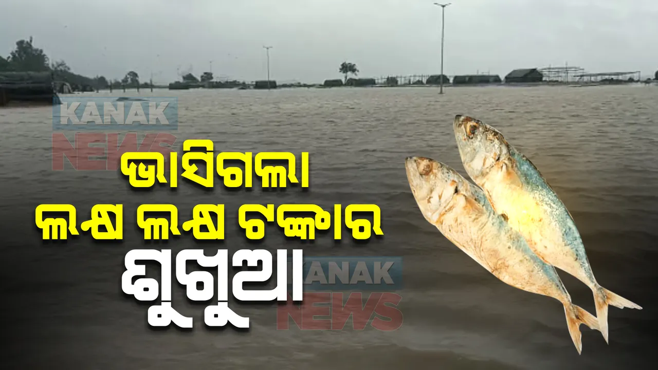  ମାଡି ଆସିଲା ୨୦ ଫୁଟ ଉଚ୍ଚର ଜୁଆର । ସମୁଦ୍ରକୁ ଭାସିଗଲା ଲକ୍ଷ ଲକ୍ଷ ଟଙ୍କାର ଶୁଖୁଆ