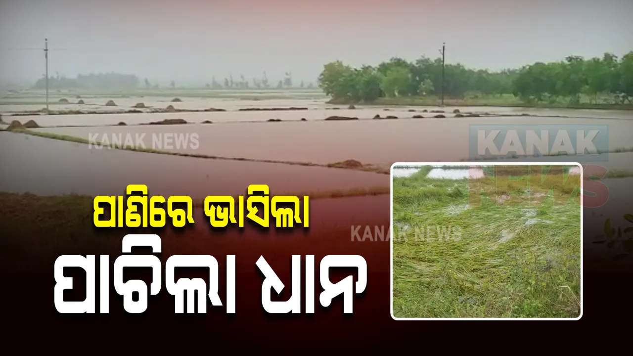  ଜୱାଦ ପ୍ରଭାବରେ ପ୍ରବଳ ବର୍ଷା ଯୋଗୁଁ ପାଣିରେ ଭାସିଲା ପାଚିଲା ଧାନ : କୃଷ୍ଣପ୍ରସାଦ ଅଂଚଳରେ ବ୍ୟାପକ ଫସଲ ନଷ୍ଟ ସମ୍ଭାବନା