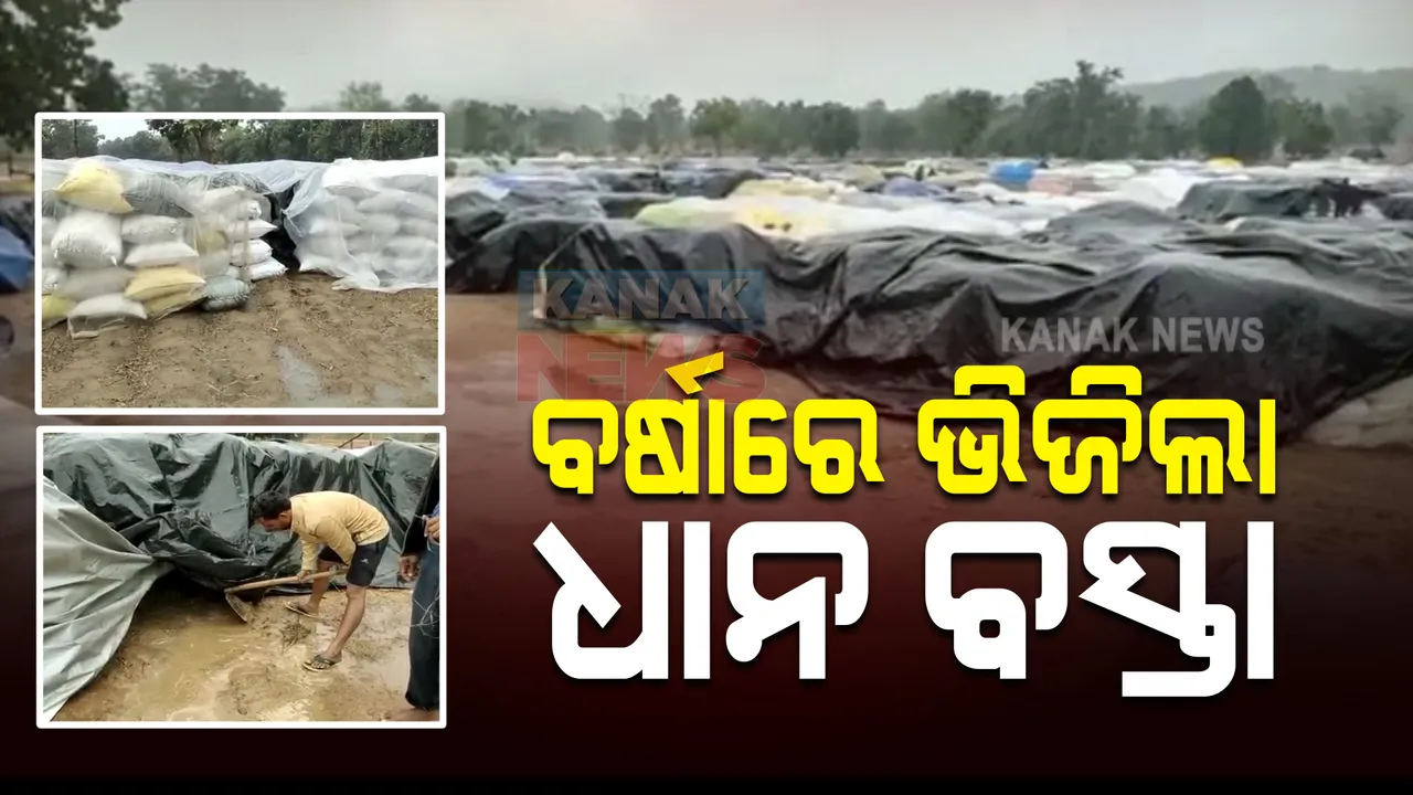  ଚାଷୀଙ୍କ ପାଇଁ କାଳ ସାଜିଛି ଅଦିନିଆ ବର୍ଷା : ପଦ୍ମପୁରରେ ଭିଜୁଛି ଚାଷୀଙ୍କ ଲକ୍ଷାଧିକ ବସ୍ତା ଧାନ