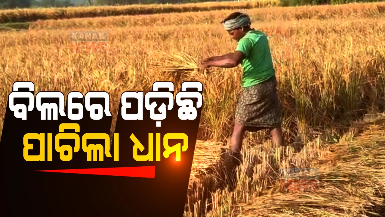  ଚାଷୀଙ୍କ ମନରେ ଛନକା ଭରିଛି ବାତ୍ୟା । ବର୍ଷାରେ ଫସଲ ନଷ୍ଟ ହେବା ଭୟରେ ଜମିରୁ ଫସଲ ସୁରକ୍ଷିତ ସ୍ଥାନକୁ ନେବାକୁ କରୁଛନ୍ତି ଉଦ୍ୟମ ।