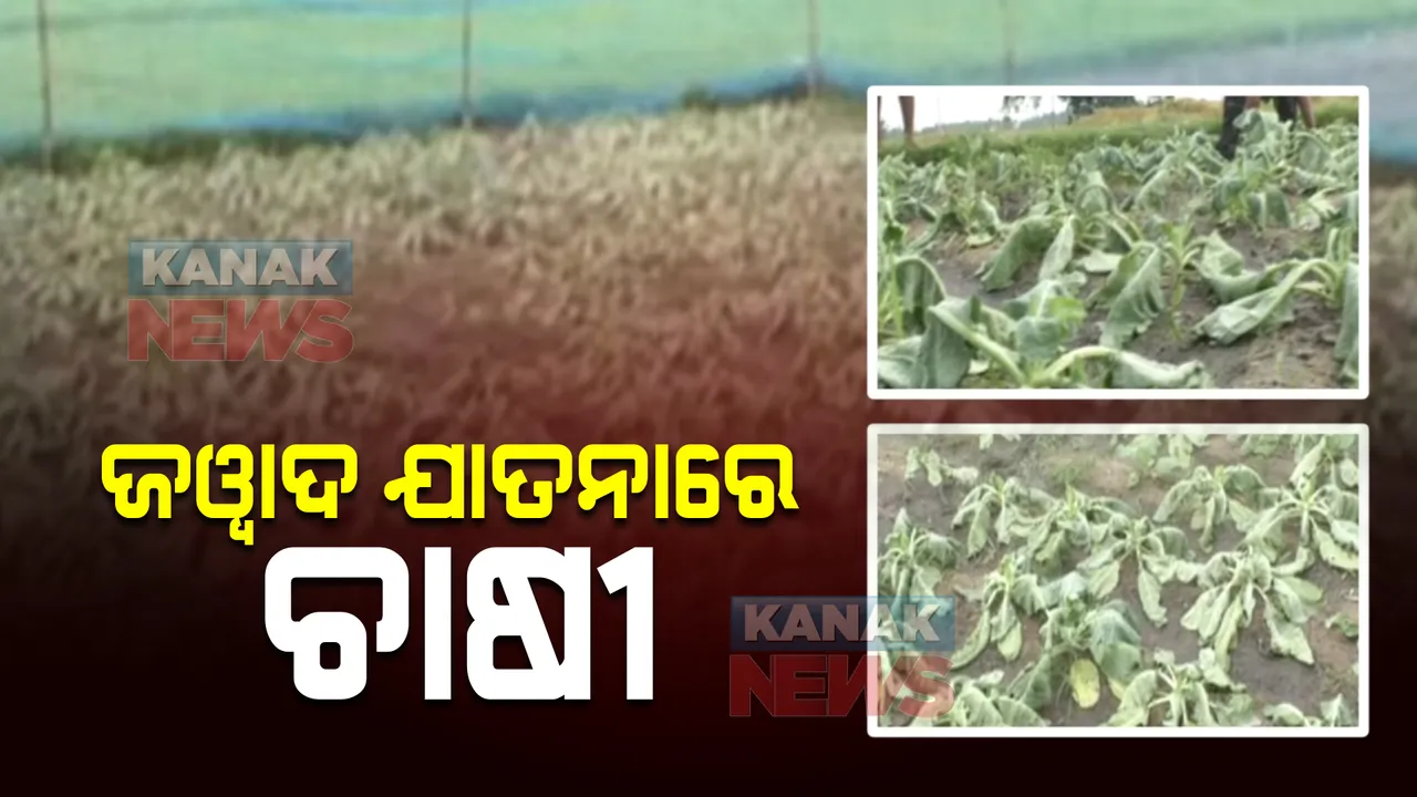  ଲଗାଣ ବର୍ଷା ଉଜାଡ଼ିଦେଲା ପରିବା ଚାଷ : ଚାଷୀ ମୁଣ୍ଡରେ ଚିନ୍ତା, କେମିତି ଚଳିବ ପରିବାର