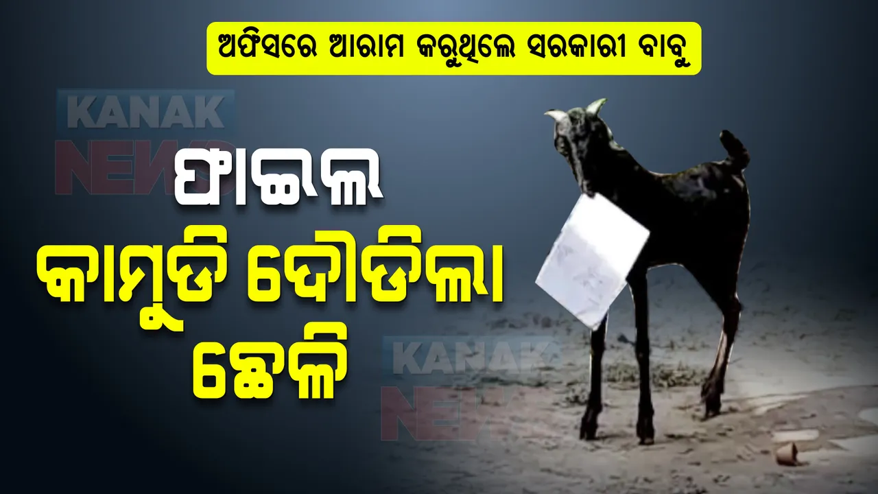  ଅଫିସରେ ଆରାମ କରୁଥିଲେ ସରକାରୀ ବାବୁ । ଫାଇଲ କାମୁଡି ଦୌଡିଲା ଛେଳି ।
